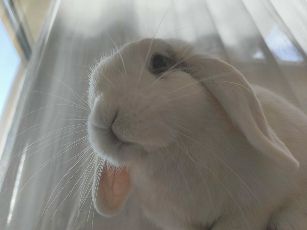 Bibi the white rabbit up close